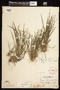 Dichanthelium perlongum image