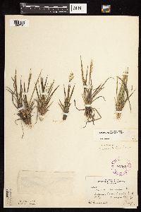 Dichanthelium perlongum image