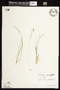 Dichanthelium perlongum image