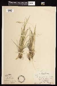 Dichanthelium perlongum image