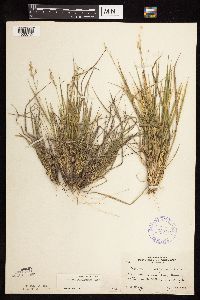 Dichanthelium perlongum image