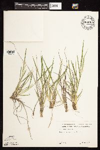 Dichanthelium perlongum image