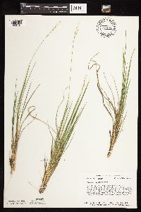 Dichanthelium perlongum image