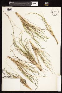 Dichanthelium perlongum image