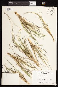 Dichanthelium perlongum image