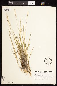 Dichanthelium perlongum image