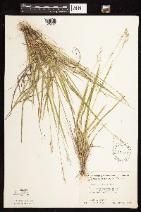 Dichanthelium perlongum image