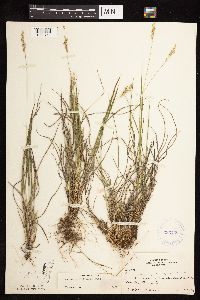 Dichanthelium perlongum image