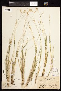 Dichanthelium perlongum image