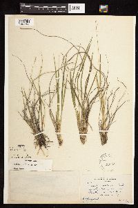 Dichanthelium perlongum image