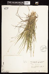 Dichanthelium perlongum image