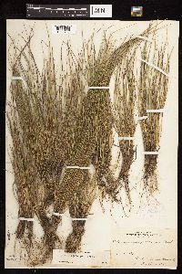 Dichanthelium perlongum image