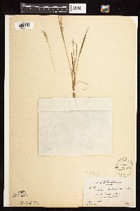 Dichanthelium perlongum image