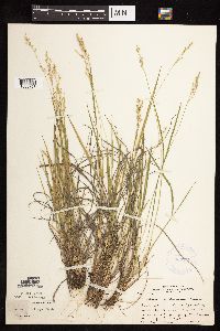 Dichanthelium perlongum image