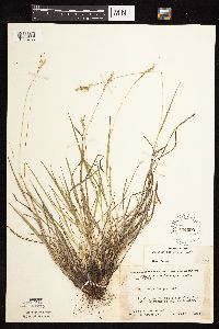 Dichanthelium perlongum image