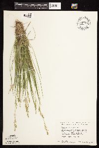 Dichanthelium perlongum image