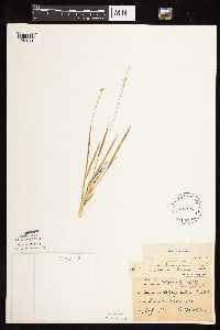 Dichanthelium perlongum image