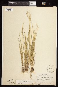 Dichanthelium perlongum image