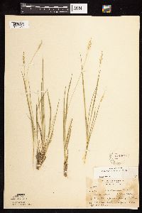 Dichanthelium perlongum image