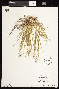 Dichanthelium linearifolium image