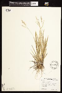 Dichanthelium perlongum image