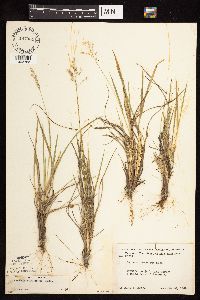 Dichanthelium perlongum image