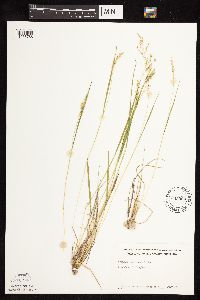 Dichanthelium perlongum image