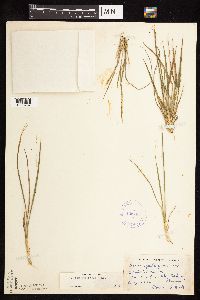 Dichanthelium perlongum image