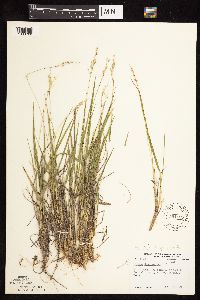 Dichanthelium perlongum image