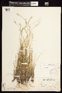 Dichanthelium perlongum image