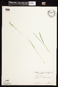 Dichanthelium perlongum image