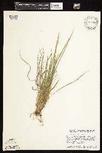 Dichanthelium perlongum image