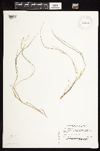 Dichanthelium perlongum image