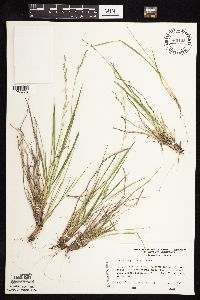 Dichanthelium perlongum image