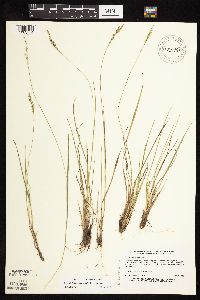 Dichanthelium perlongum image