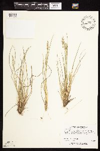 Dichanthelium perlongum image