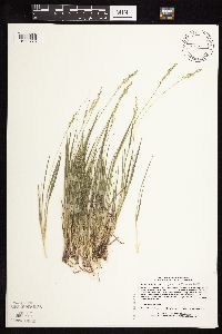 Dichanthelium perlongum image