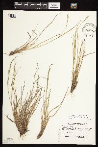 Dichanthelium perlongum image