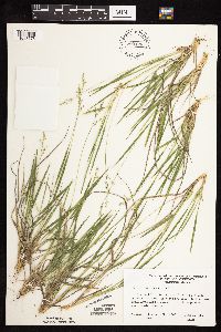 Dichanthelium perlongum image