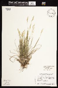 Dichanthelium perlongum image