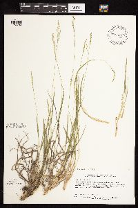 Dichanthelium perlongum image