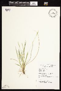 Dichanthelium perlongum image