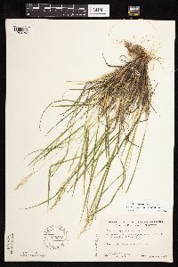 Dichanthelium perlongum image