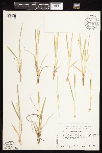 Dichanthelium perlongum image