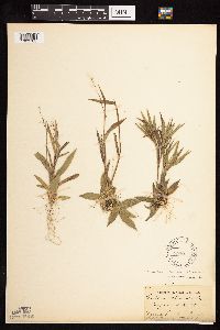 Dichanthelium sphaerocarpon image