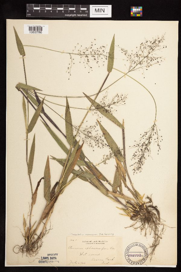 Dichanthelium sphaerocarpon image