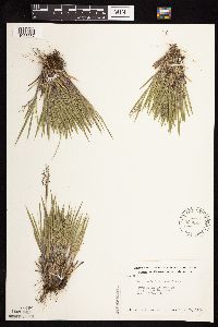 Dichanthelium wilcoxianum image