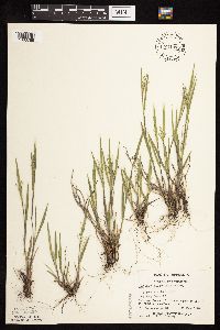 Dichanthelium wilcoxianum image