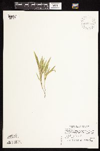 Dichanthelium praecocius image