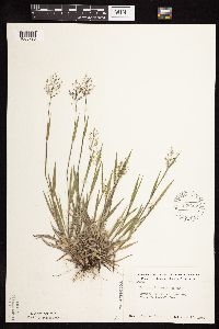 Dichanthelium wilcoxianum image